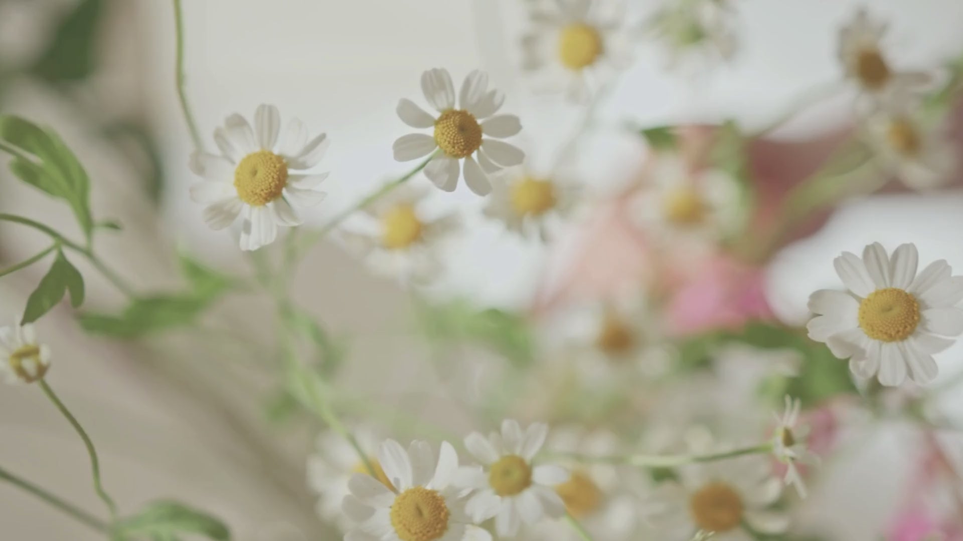 Kaevion Hand Craft Decorative Garland for Indian, South, Christian, Punjabi Weddings