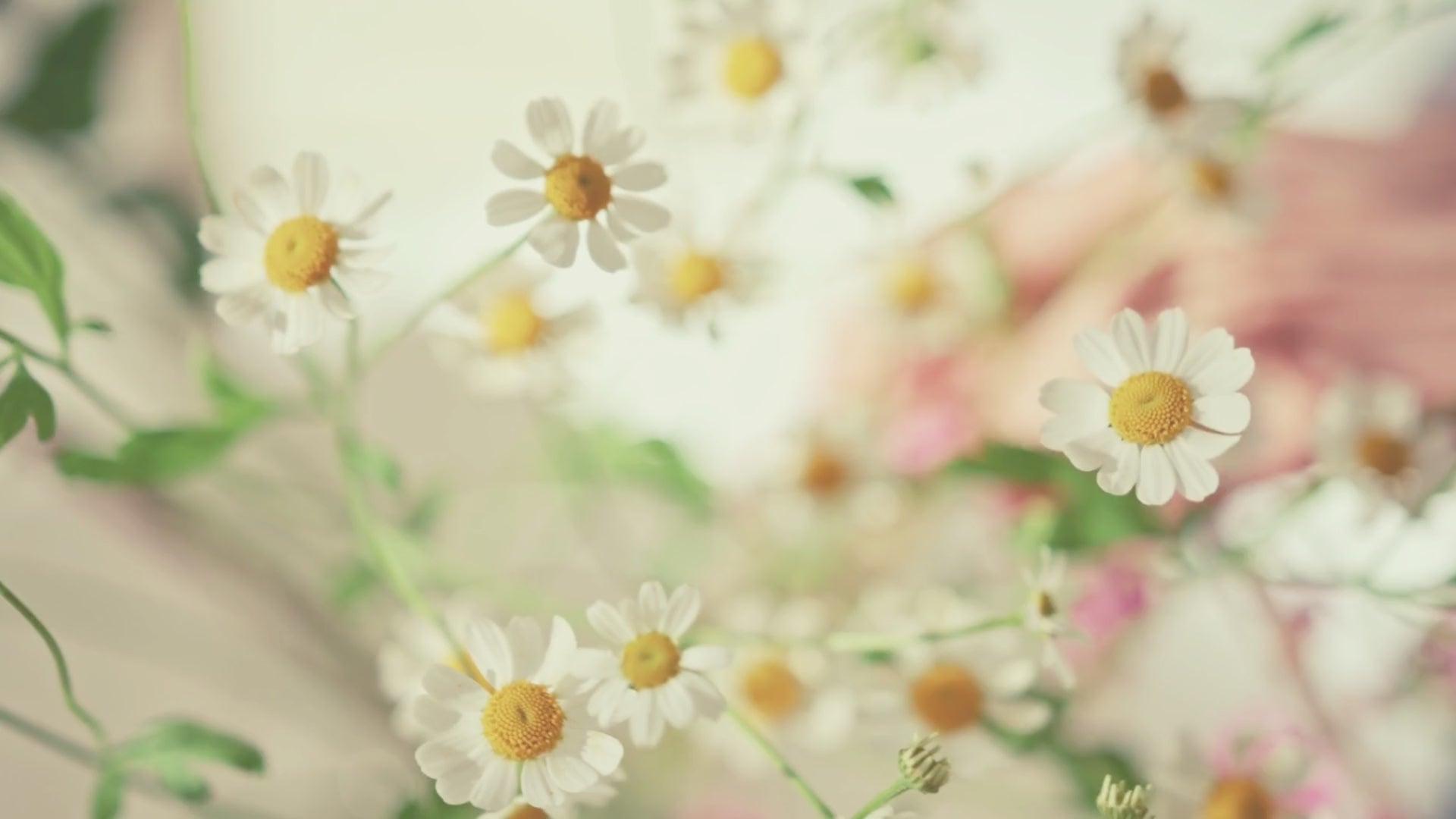 Kaevion Bridal Phulkari Chadar | Phoolon Wali Chaddar | Dulhan Entry Chunnis & Dupattas | Floral Bridal Canopy for Mata Pujan/ Mehendi/ Haldi/ Wedding