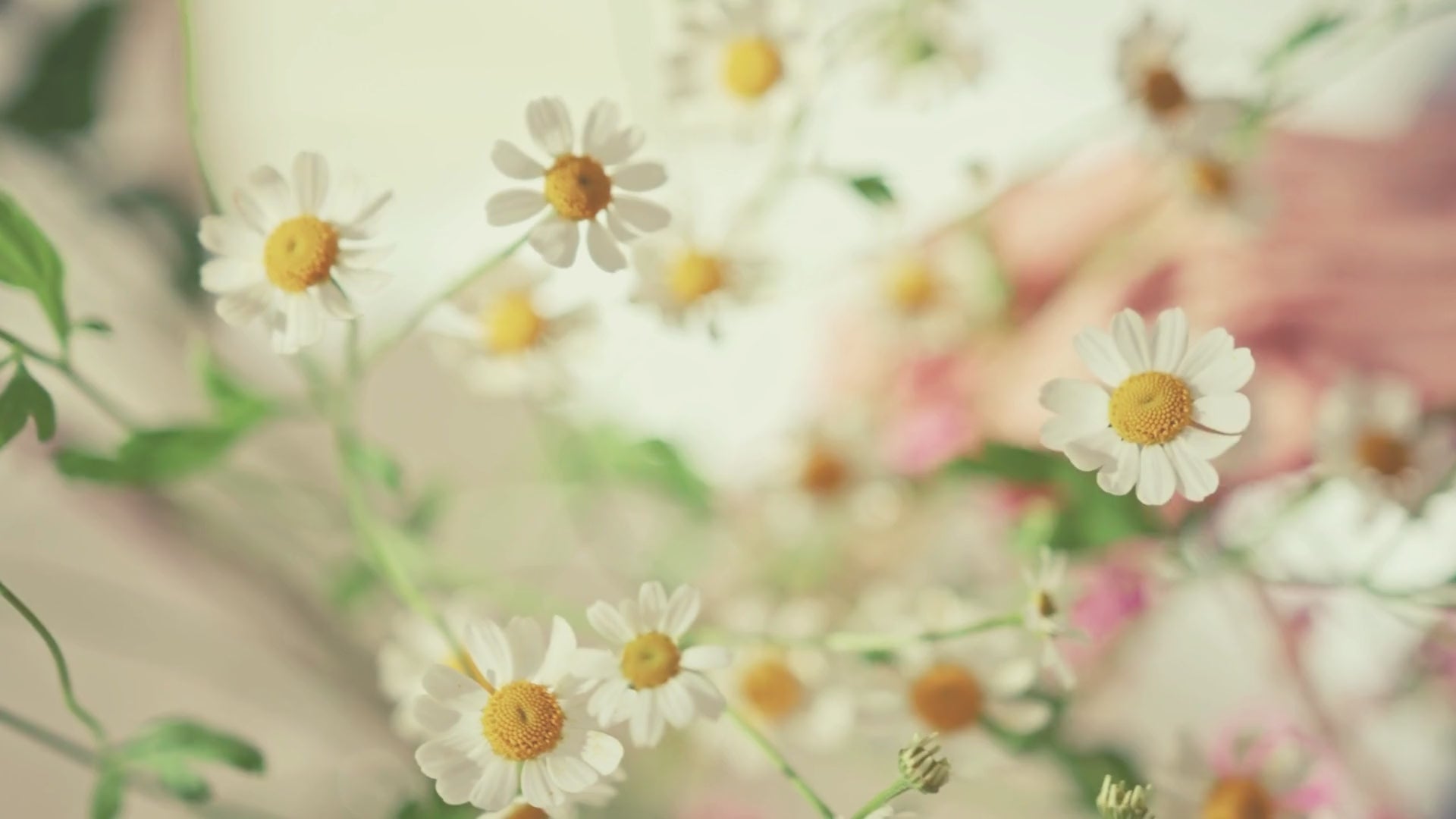 KAEVION Dulhan ki Entry Chaddar | Bridal Entry Odhani Ceremony | Bridal Entry Canopy with Red Rose Flowers & Pearl Latkan | Traditional Phoolon Ki Chadar
